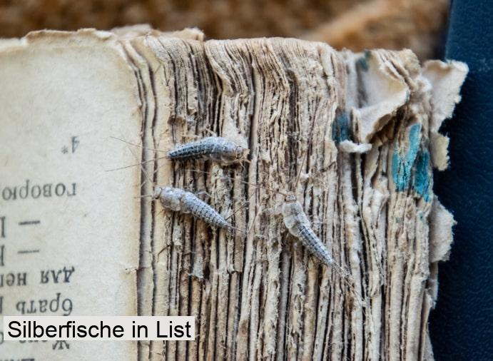 Silberfische in List